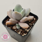 Echeveria 'Rayon'