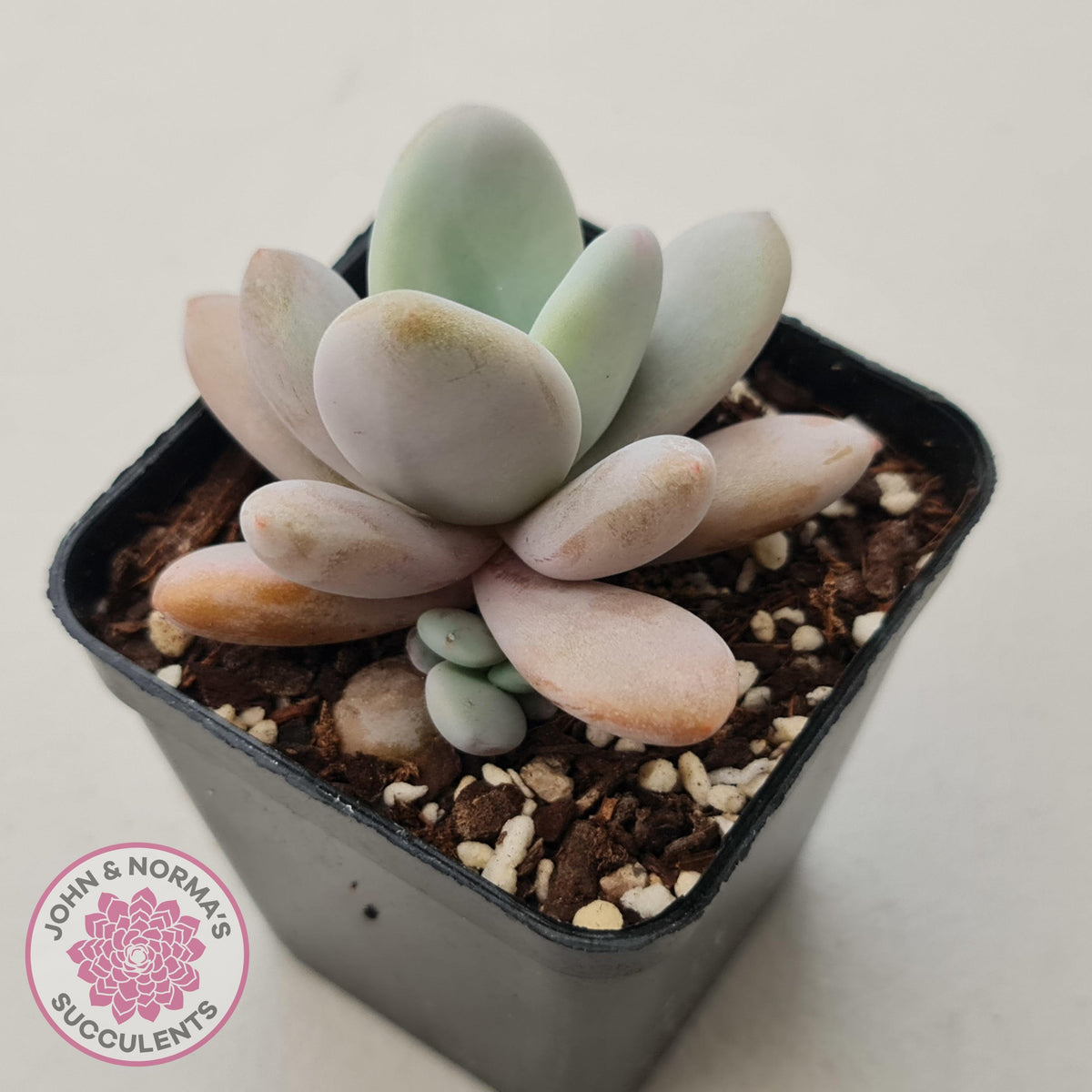 Echeveria 'Rayon'