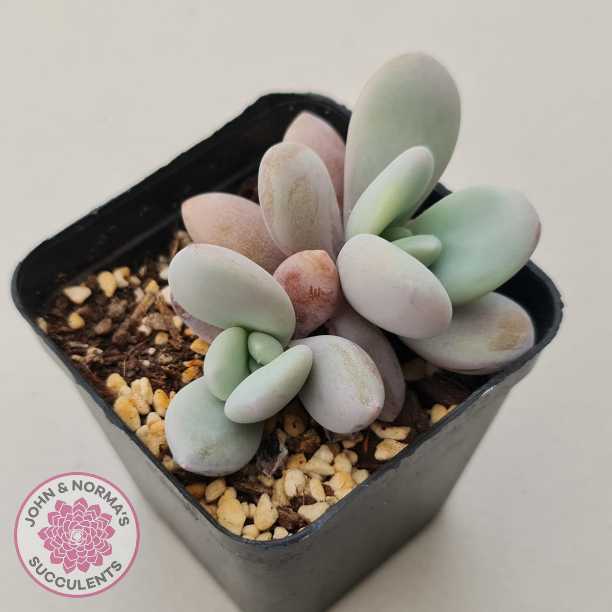 Echeveria 'Rayon'
