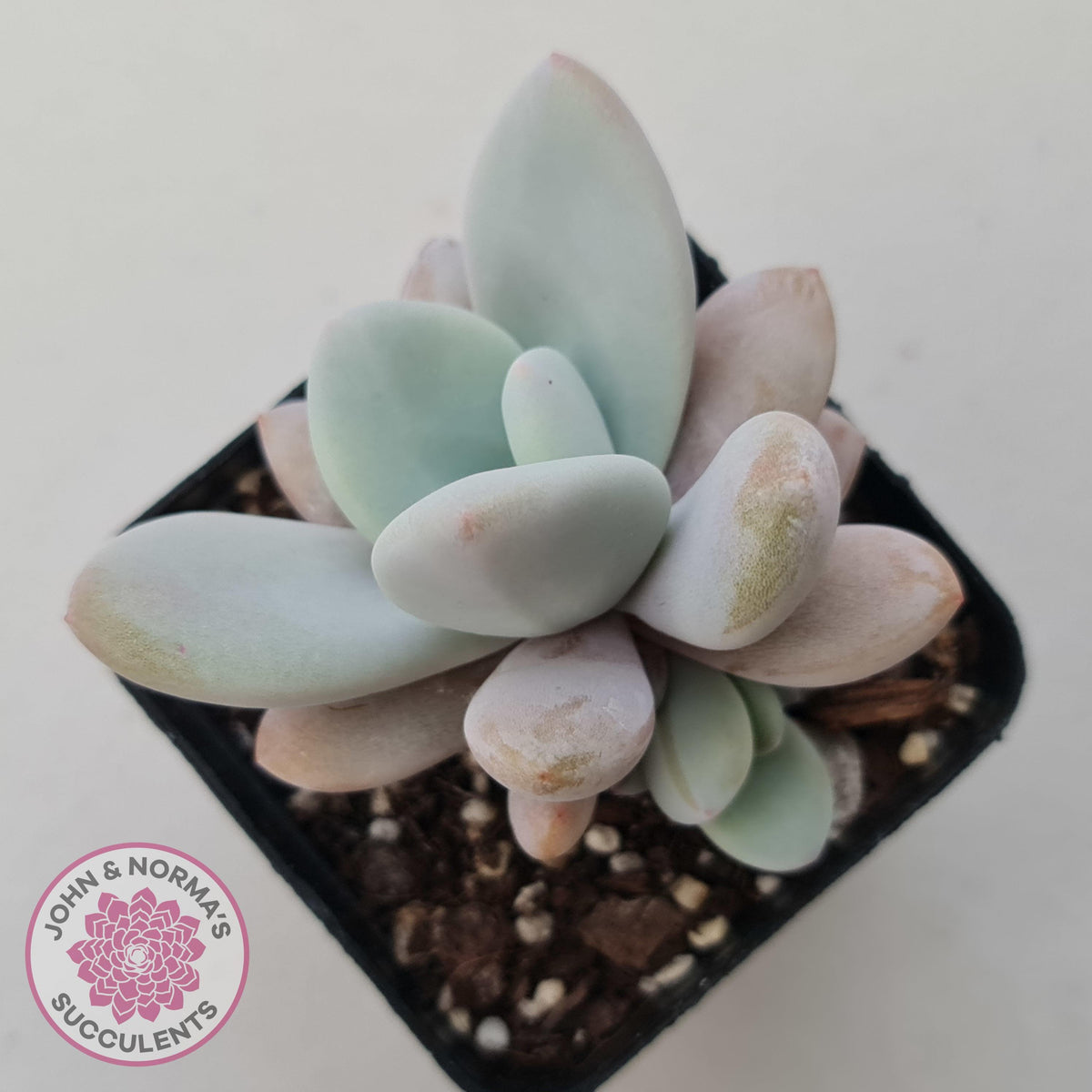 Echeveria 'Rayon'