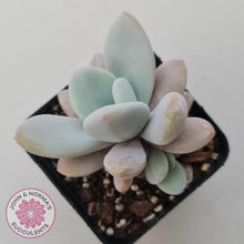 Load image into Gallery viewer, Echeveria &#39;Rayon&#39; - John &amp; Norma&#39;s Succulents Australia
