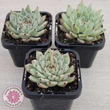 Load image into Gallery viewer, Echeveria 'Red Absinthe'
