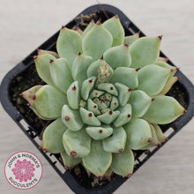 Load image into Gallery viewer, Echeveria 'Red Absinthe'
