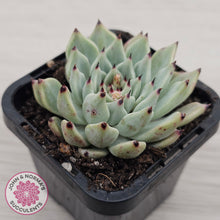 Load image into Gallery viewer, Echeveria 'Red Absinthe'

