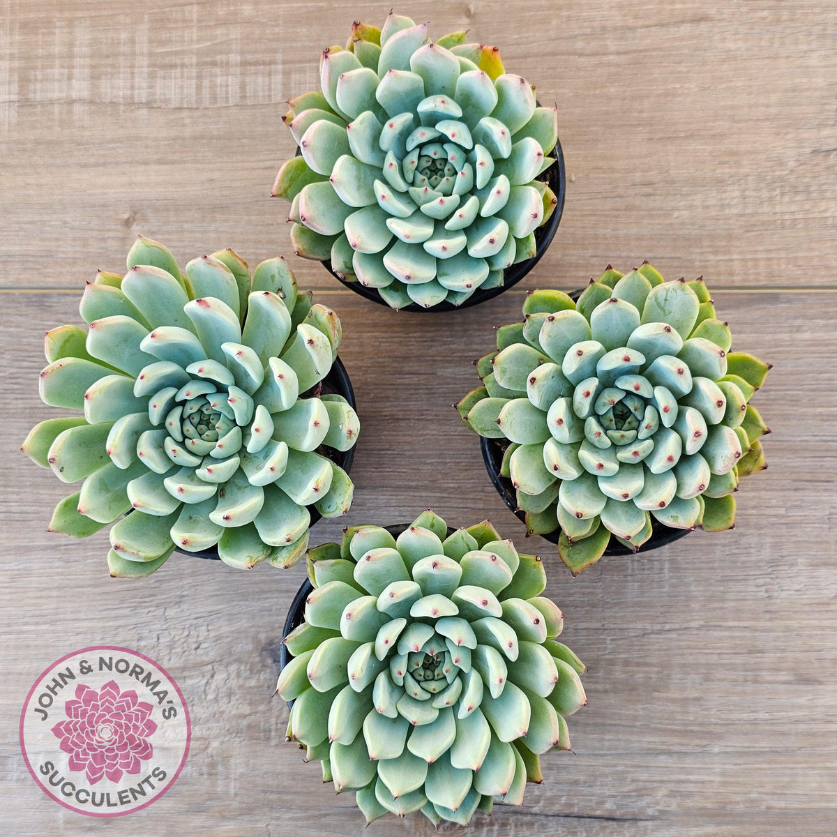 Echeveria 'Red Absinthe' - 90mm Large