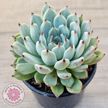 Load image into Gallery viewer, Echeveria &#39;Red Absinthe&#39; - 90mm Large - John &amp; Norma&#39;s Succulents Australia
