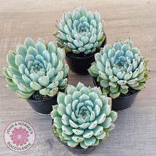 Load image into Gallery viewer, Echeveria &#39;Red Absinthe&#39; - 90mm Large - John &amp; Norma&#39;s Succulents Australia
