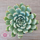 Echeveria 'Red Absinthe' - 90mm Large