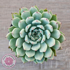 Echeveria 'Red Absinthe' - 90mm Large