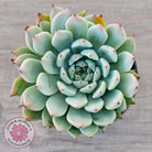 Echeveria 'Red Absinthe' - 90mm Large