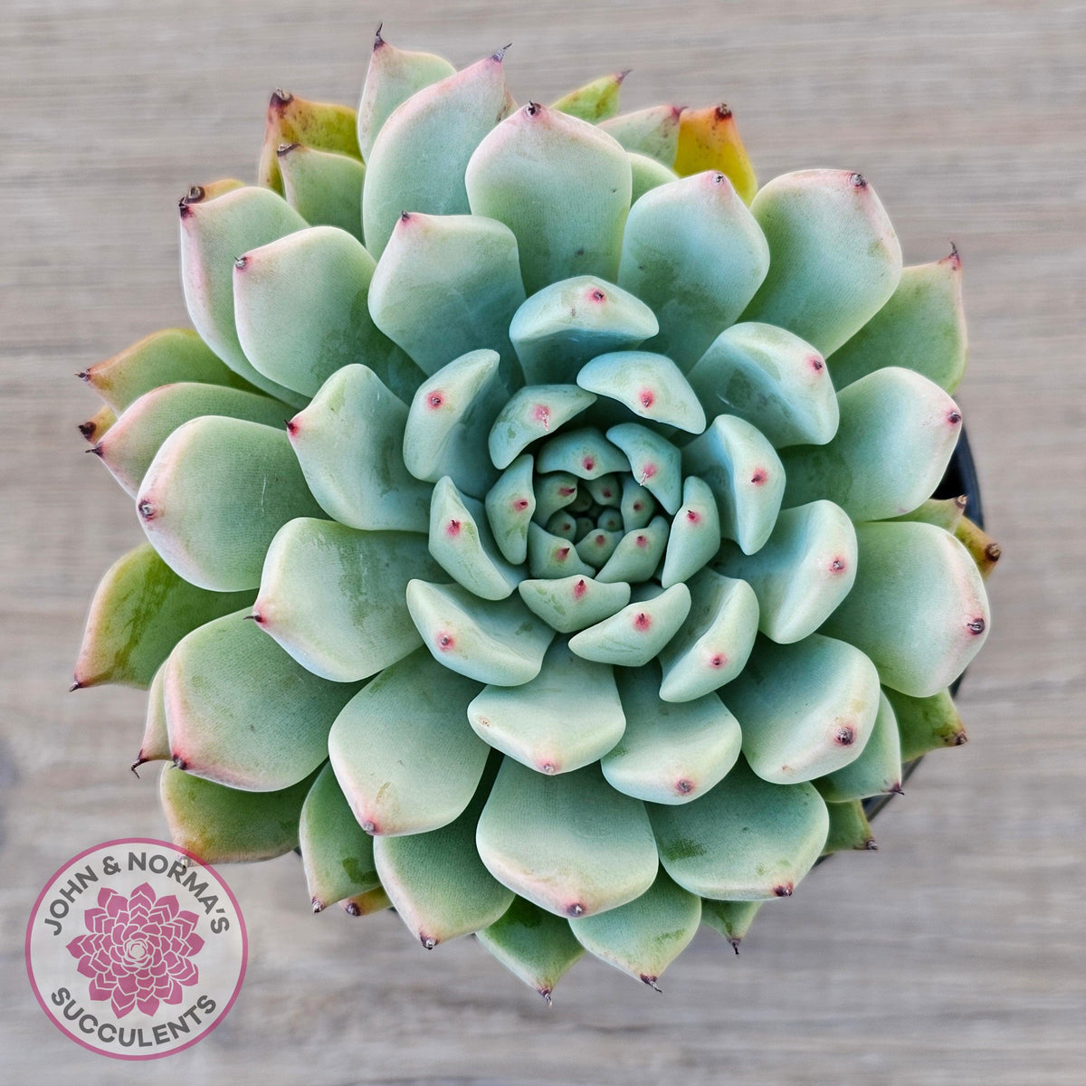 Echeveria 'Red Absinthe' - 90mm Large