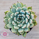 Echeveria 'Red Absinthe' - 90mm Large