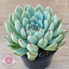 Echeveria 'Red Absinthe' - 90mm Large