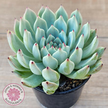 Load image into Gallery viewer, Echeveria &#39;Red Absinthe&#39; - 90mm Large - John &amp; Norma&#39;s Succulents Australia
