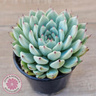 Echeveria 'Red Absinthe' - 90mm Large