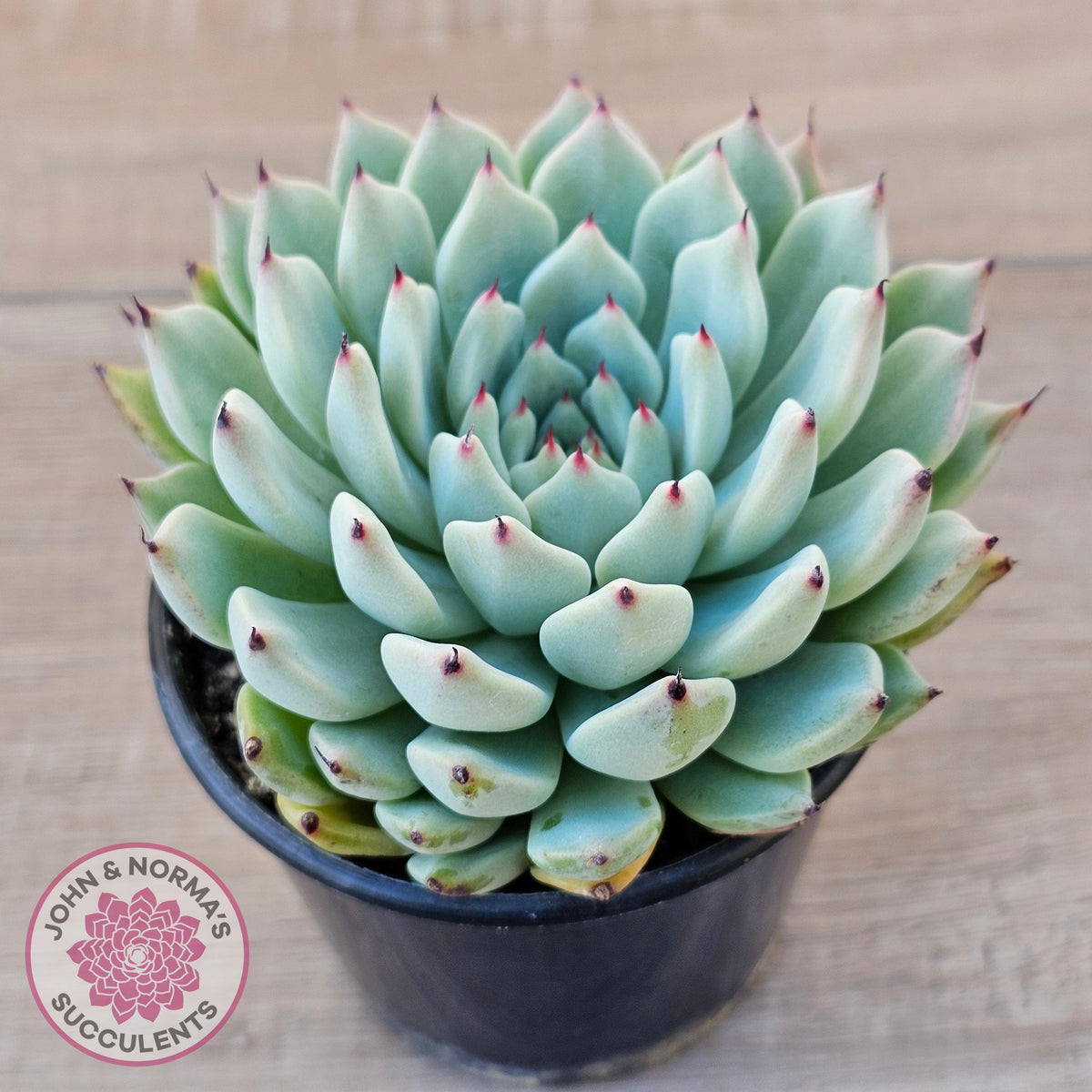 Echeveria 'Red Absinthe' - 90mm Large