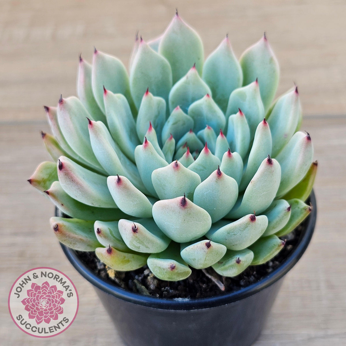 Echeveria 'Red Absinthe' - 90mm Large