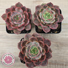 Echeveria 'Red Angel'