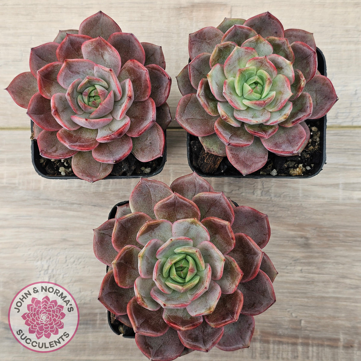 Echeveria 'Red Angel'