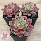 Echeveria 'Red Angel'