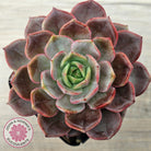 Echeveria 'Red Angel'