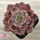 Echeveria 'Red Angel'