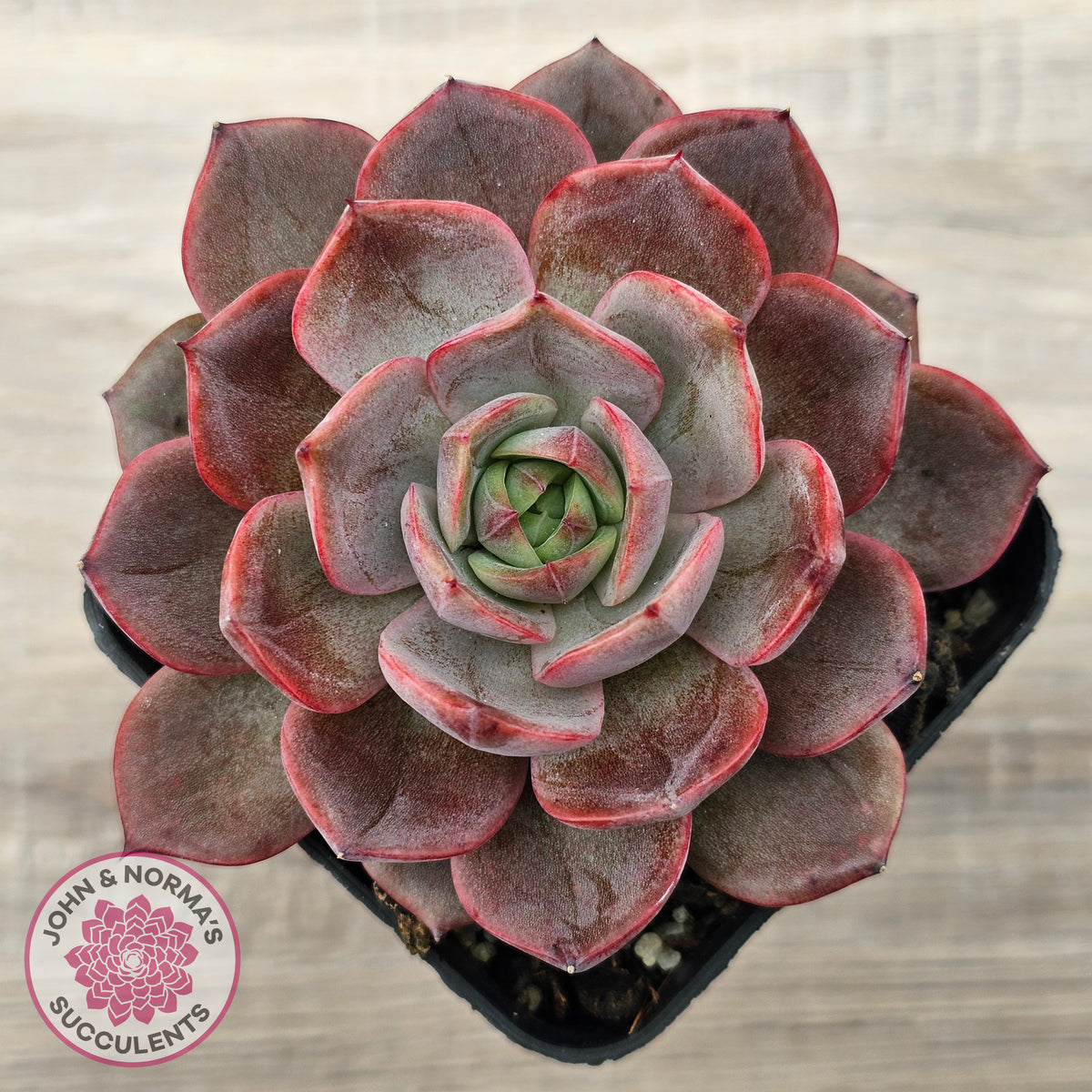 Echeveria 'Red Angel'