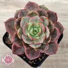 Echeveria 'Red Angel'