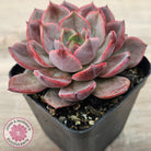 Echeveria 'Red Angel'