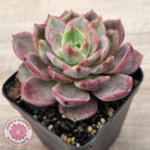 Echeveria 'Red Angel'