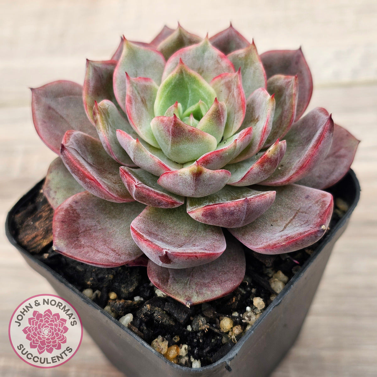 Echeveria 'Red Angel'