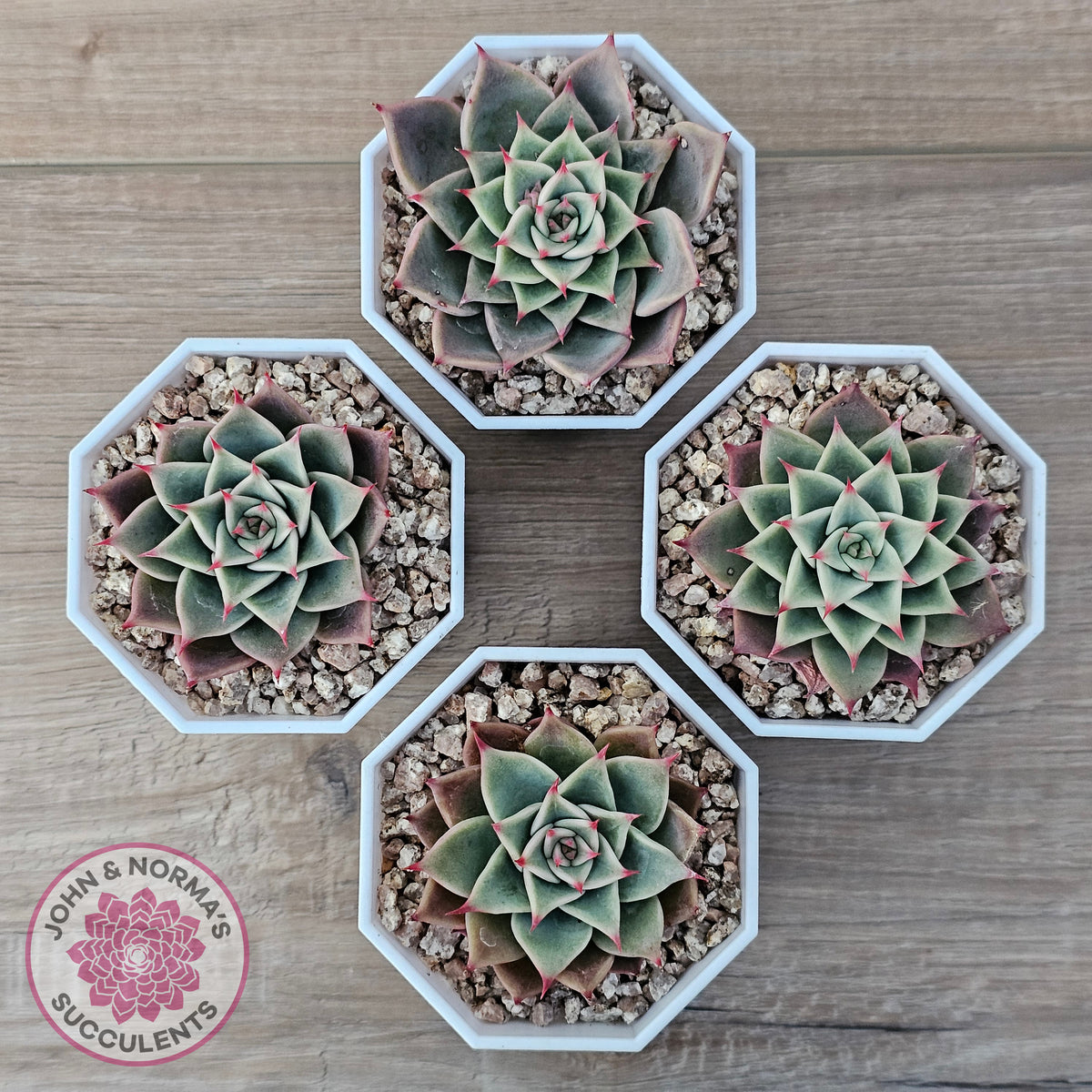 Echeveria 'Red Cicada'