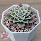 Echeveria 'Red Cicada'