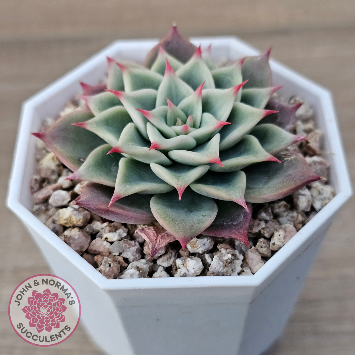 Echeveria 'Red Cicada'