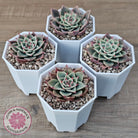 Echeveria 'Red Cicada'