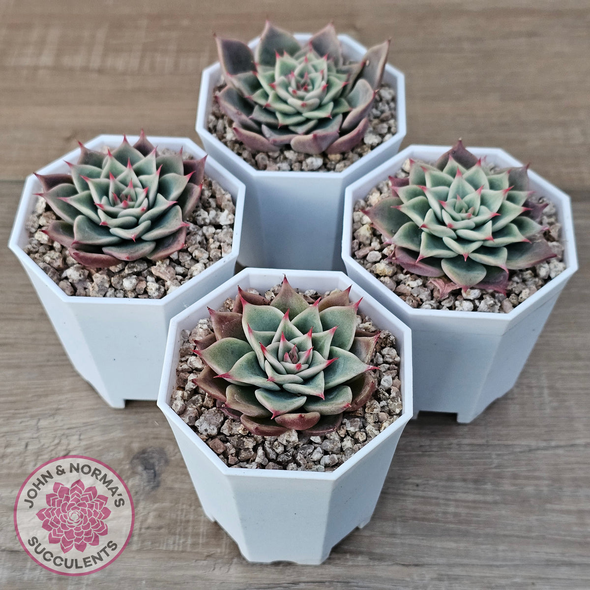 Echeveria 'Red Cicada'