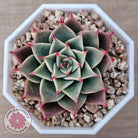 Echeveria 'Red Cicada'