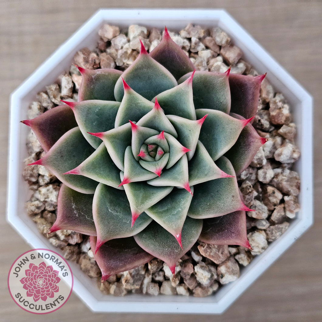 Echeveria 'Red Cicada'