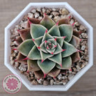 Echeveria 'Red Cicada'