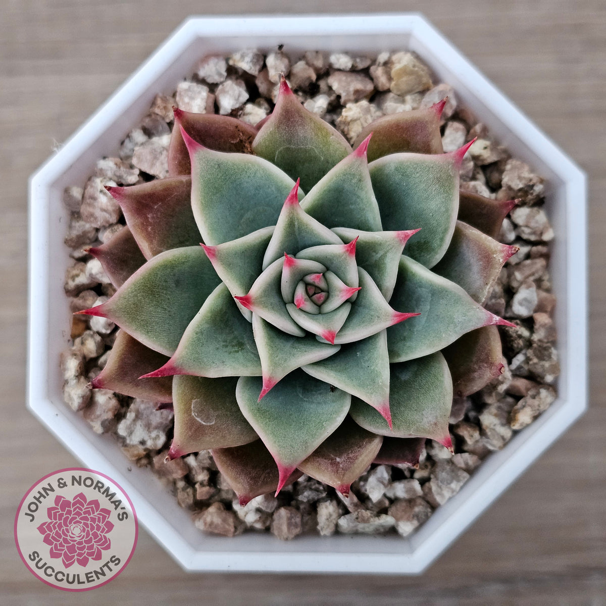 Echeveria 'Red Cicada'