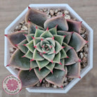 Echeveria 'Red Cicada'