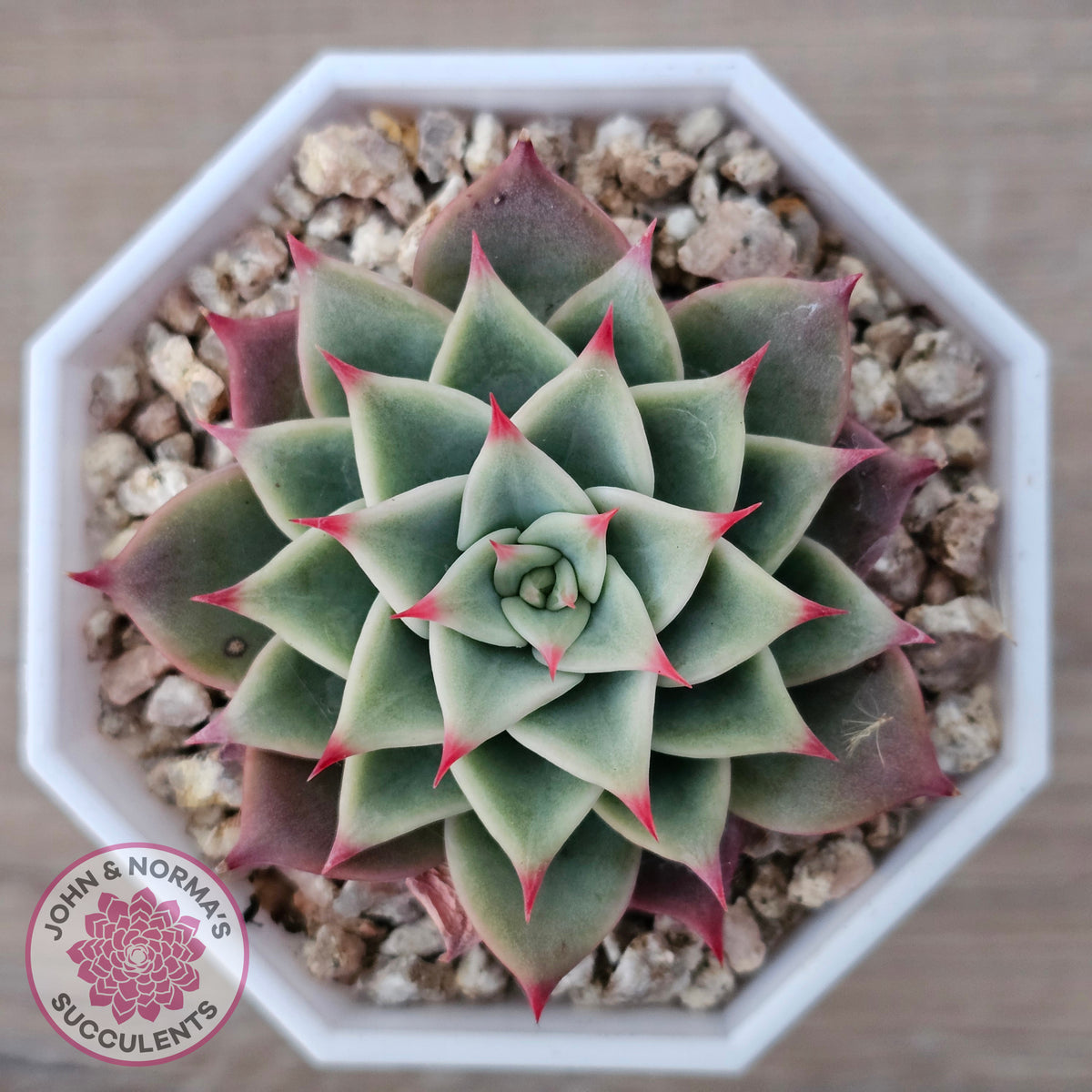 Echeveria 'Red Cicada'