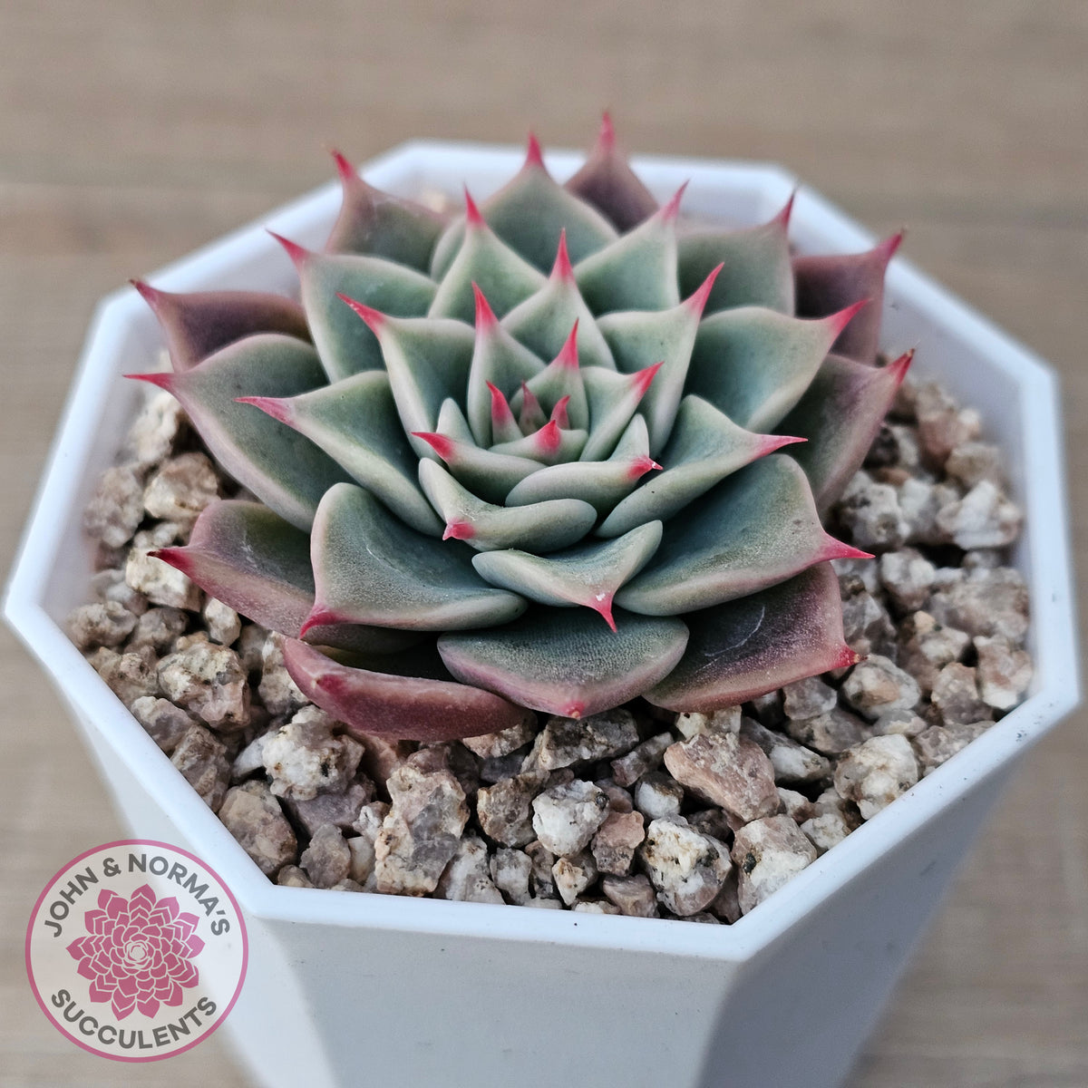 Echeveria 'Red Cicada'