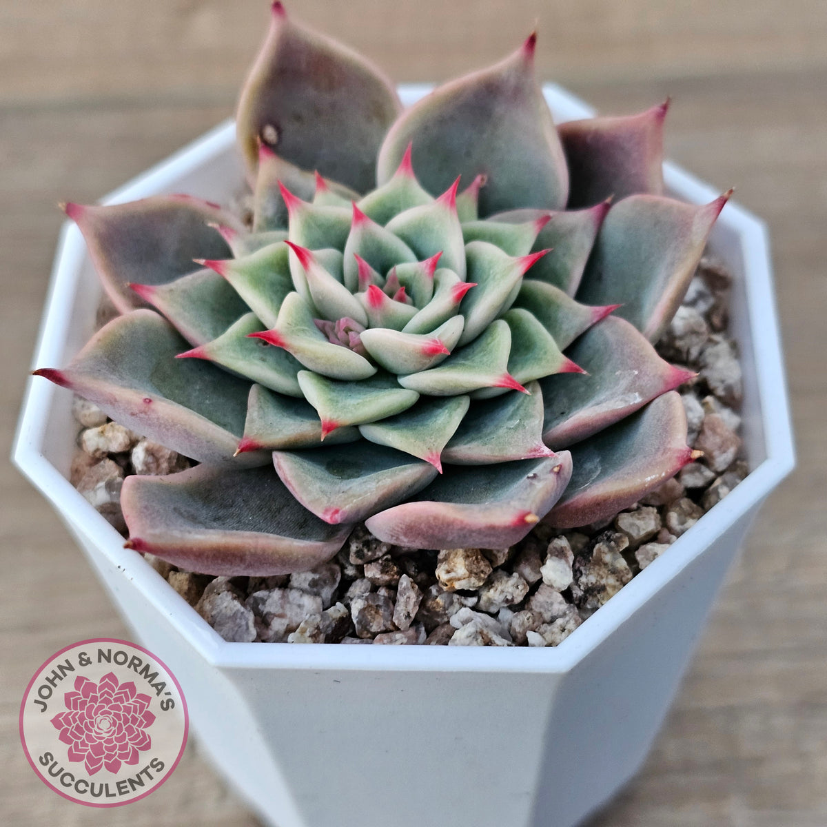Echeveria 'Red Cicada'
