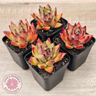 Echeveria agavoides sp. (Red)