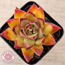 Load image into Gallery viewer, Echeveria agavoides sp. (Red)
