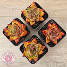 Echeveria agavoides sp. (Red)