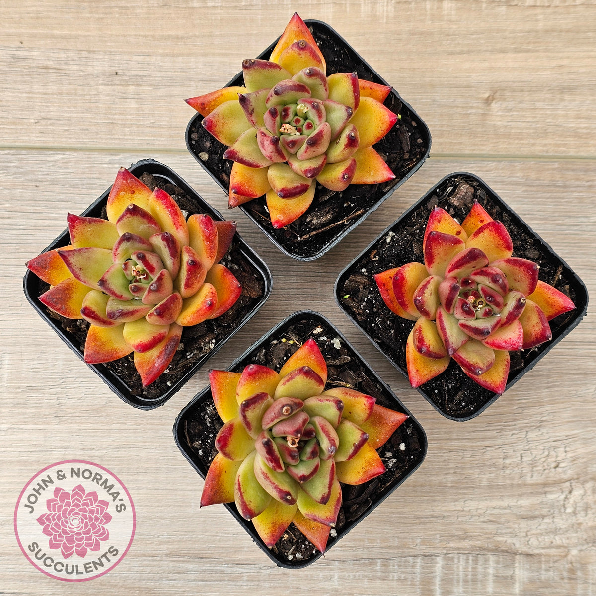 Echeveria agavoides sp. (Red)