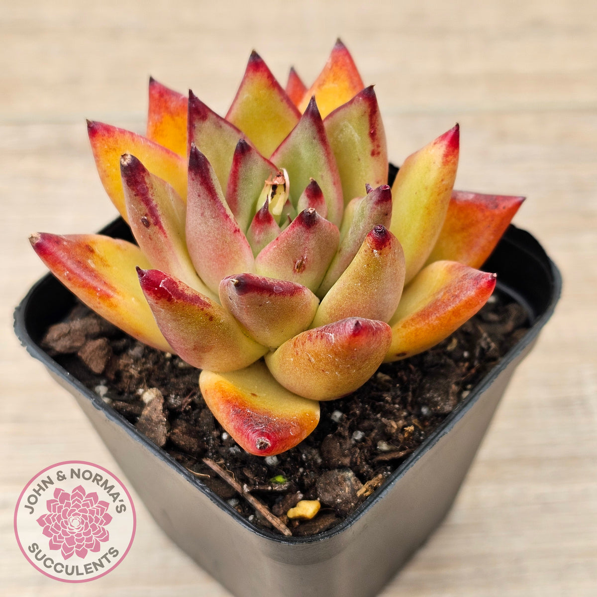 Echeveria agavoides sp. (Red)
