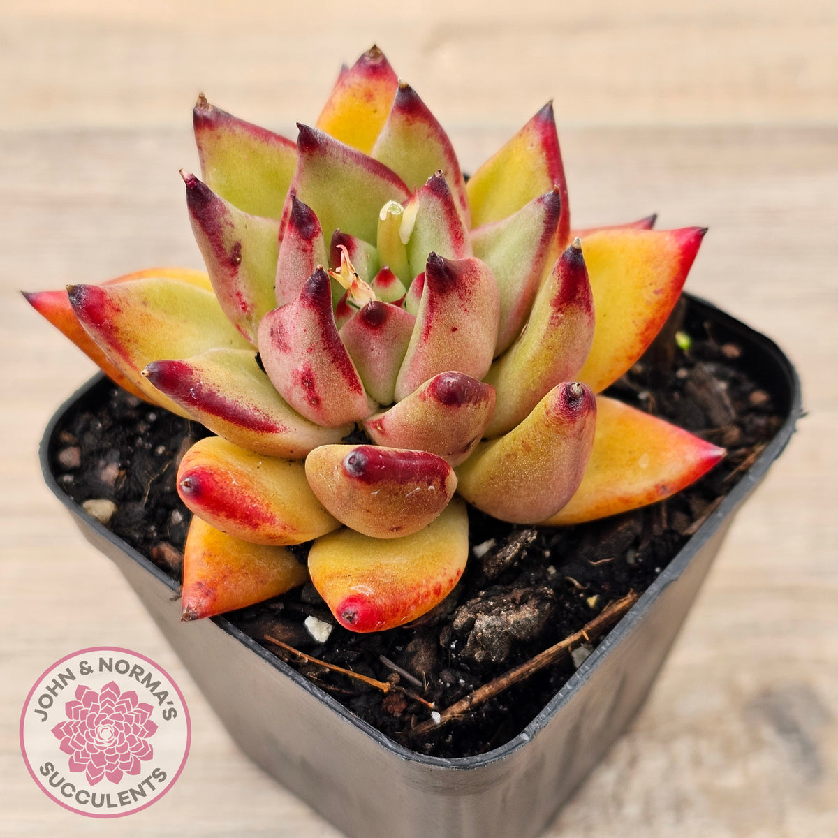 Echeveria agavoides sp. (Red)